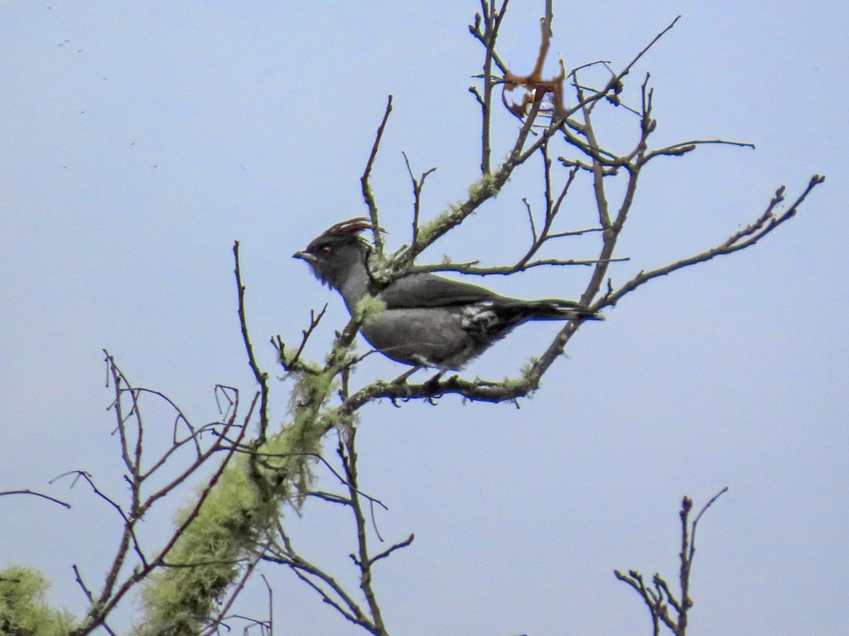 Red-crested Cotinga - ML638135320