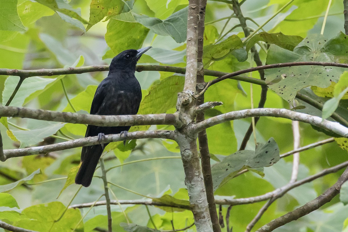 Black-and-crimson Oriole - ML638135339