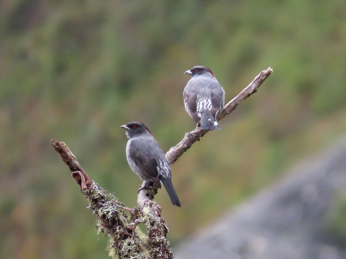 Red-crested Cotinga - ML638135340