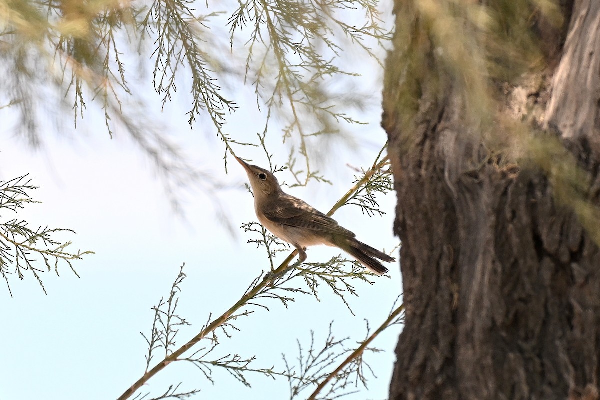 Eastern Olivaceous Warbler - ML638135341