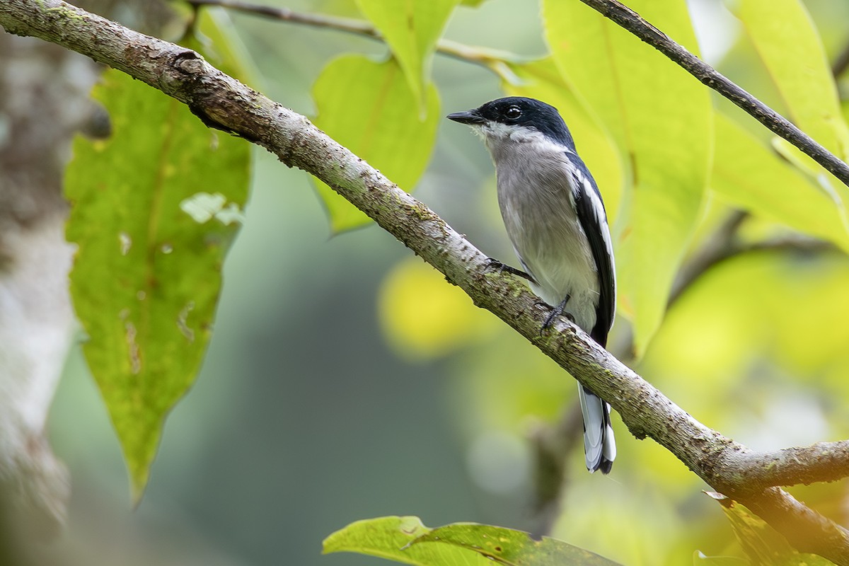 Bar-winged Flycatcher-shrike - ML638135343