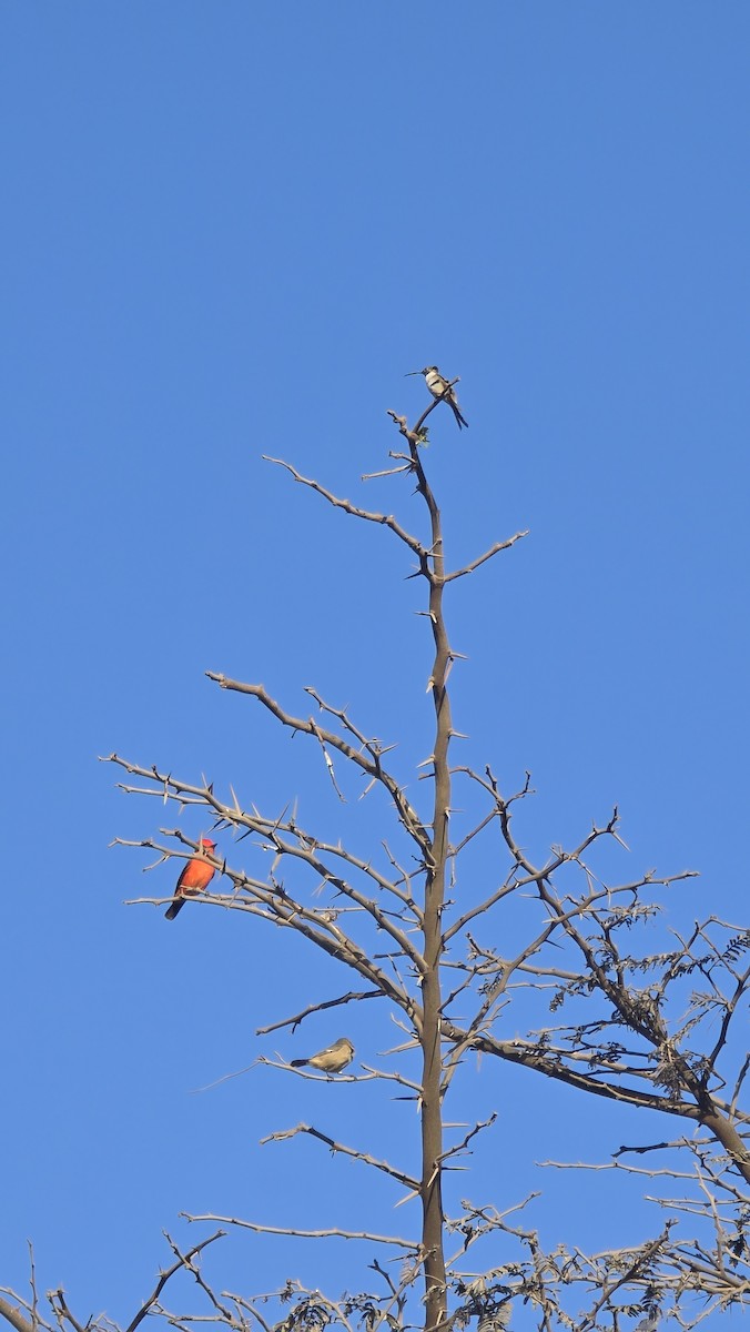 Cinereous Conebill - ML638135346