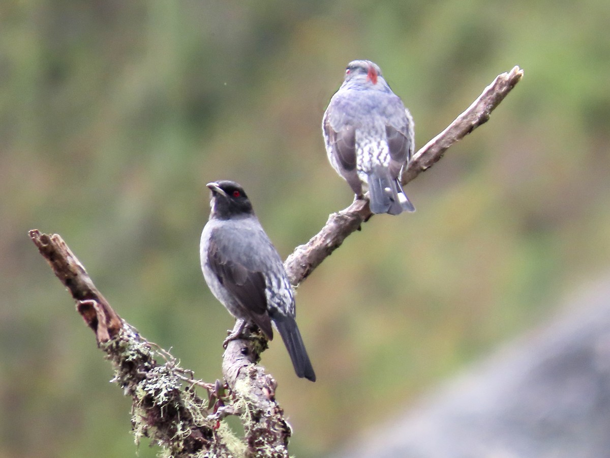 Red-crested Cotinga - ML638135352