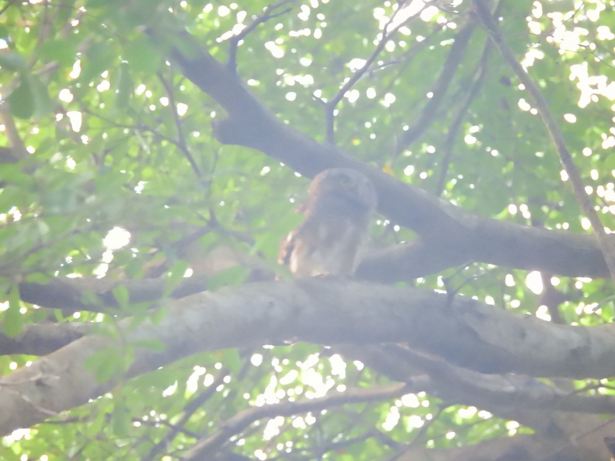 owl sp. - ML638135353