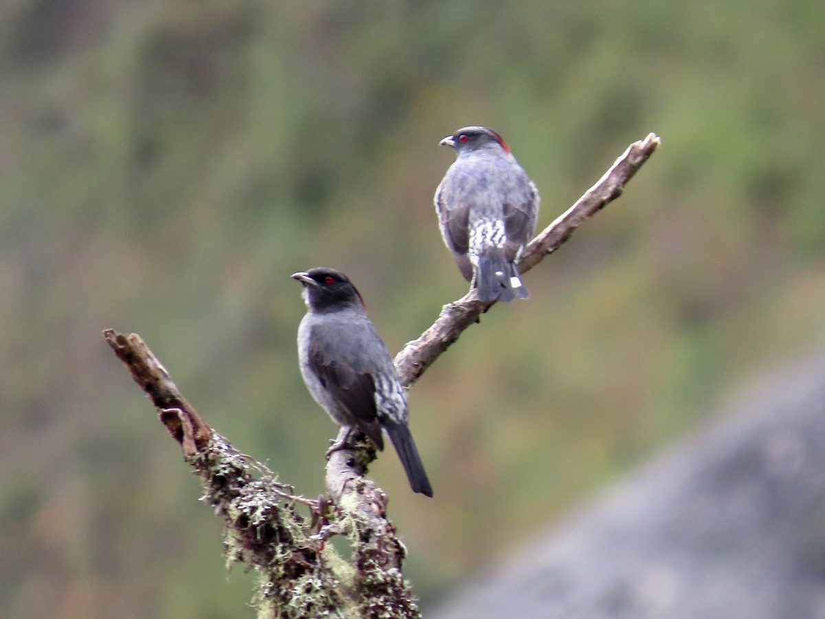 Red-crested Cotinga - ML638135357