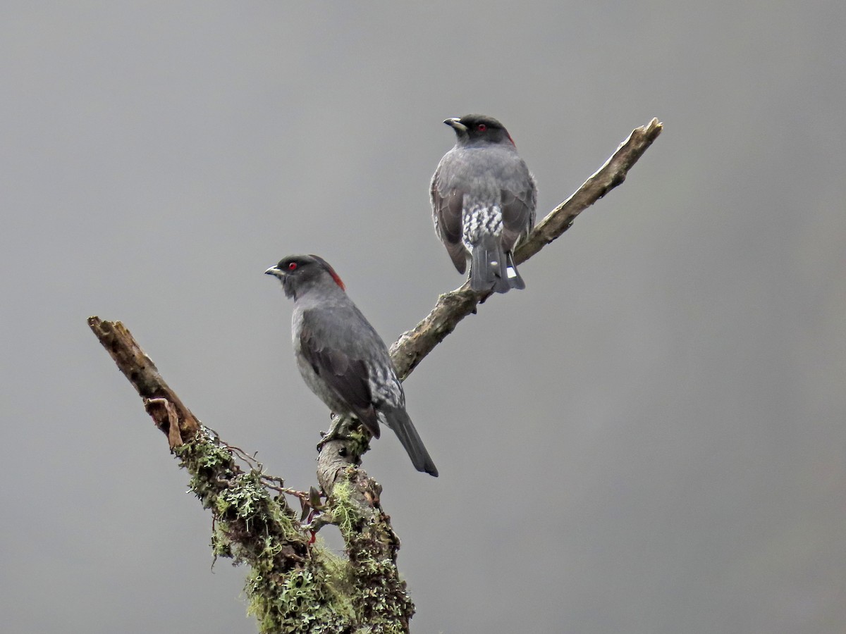 Red-crested Cotinga - ML638135393