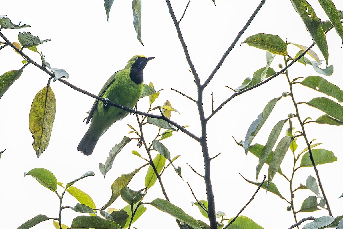 Sumatran Leafbird - ML638135395