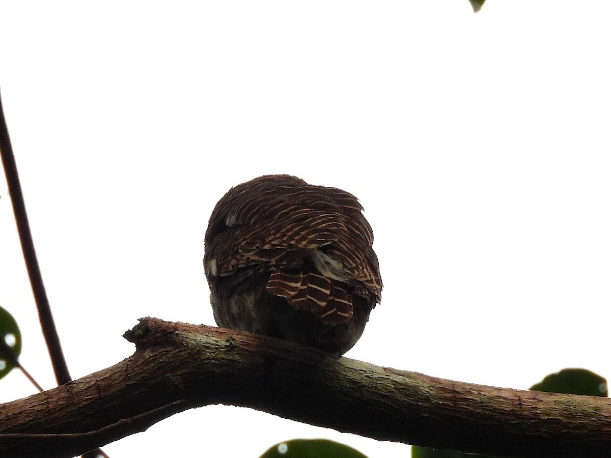 owl sp. - ML638135399