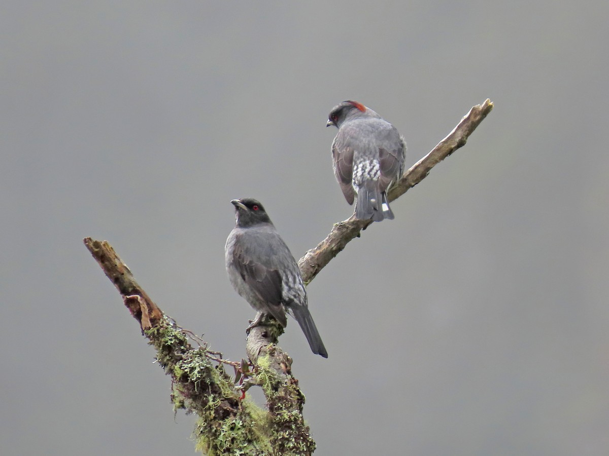 Red-crested Cotinga - ML638135401