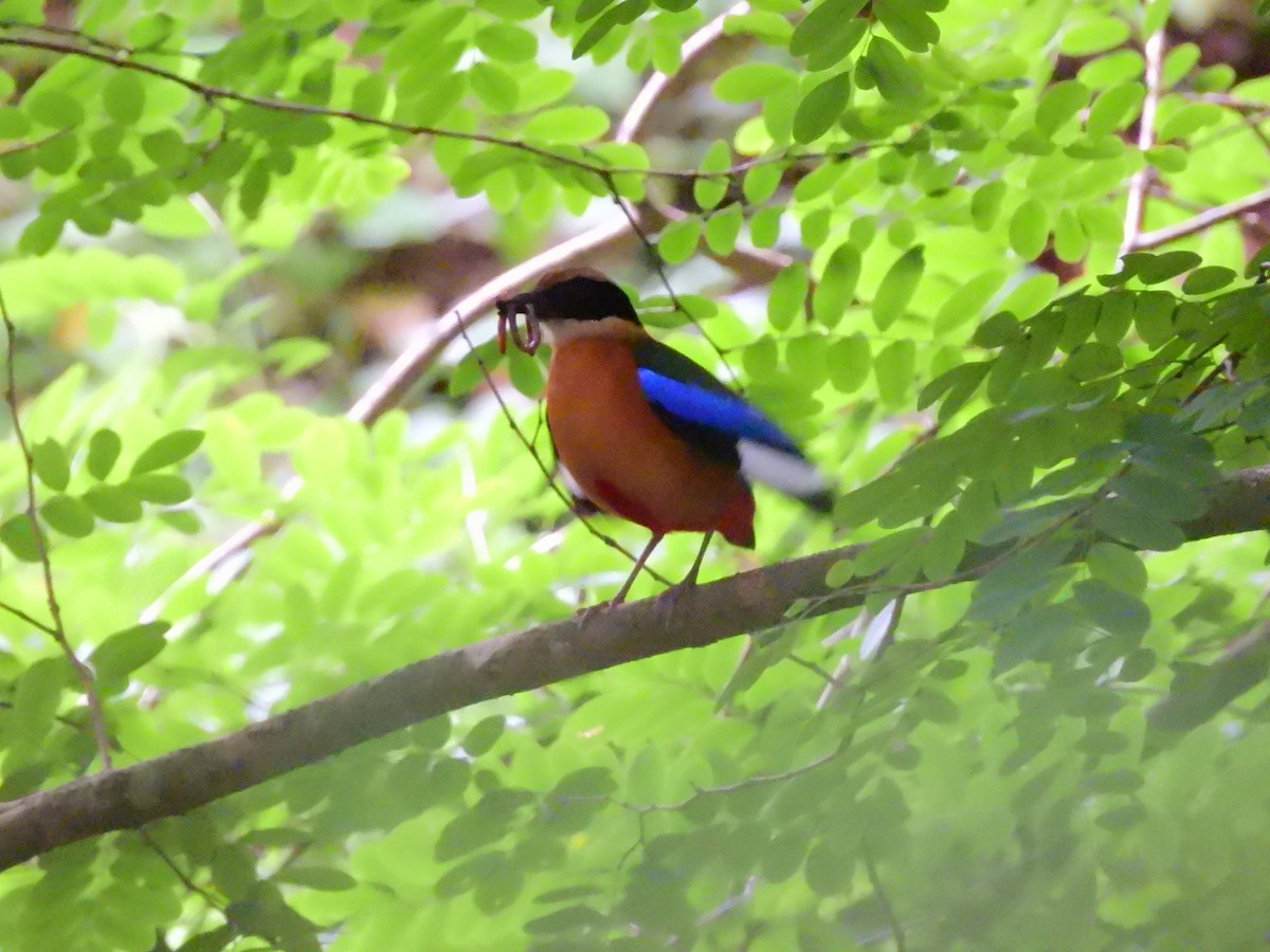 Blue-winged Pitta - ML638135464