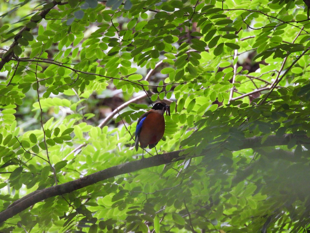 Blue-winged Pitta - ML638135465