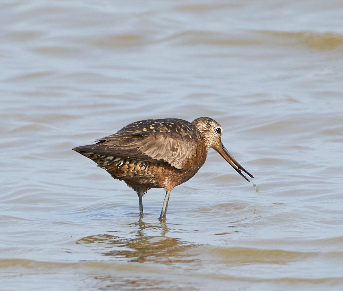 Hudsonian Godwit - ML638135469