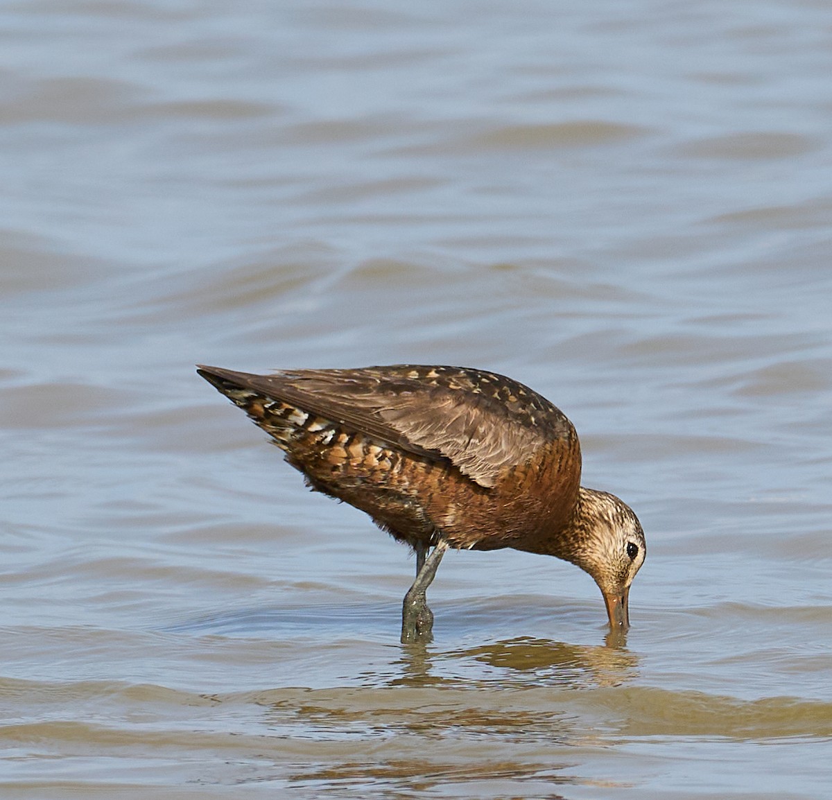 Hudsonian Godwit - ML638135470