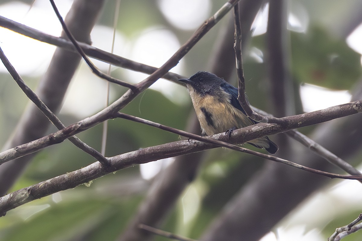 Sumatran Flowerpecker - ML638135474