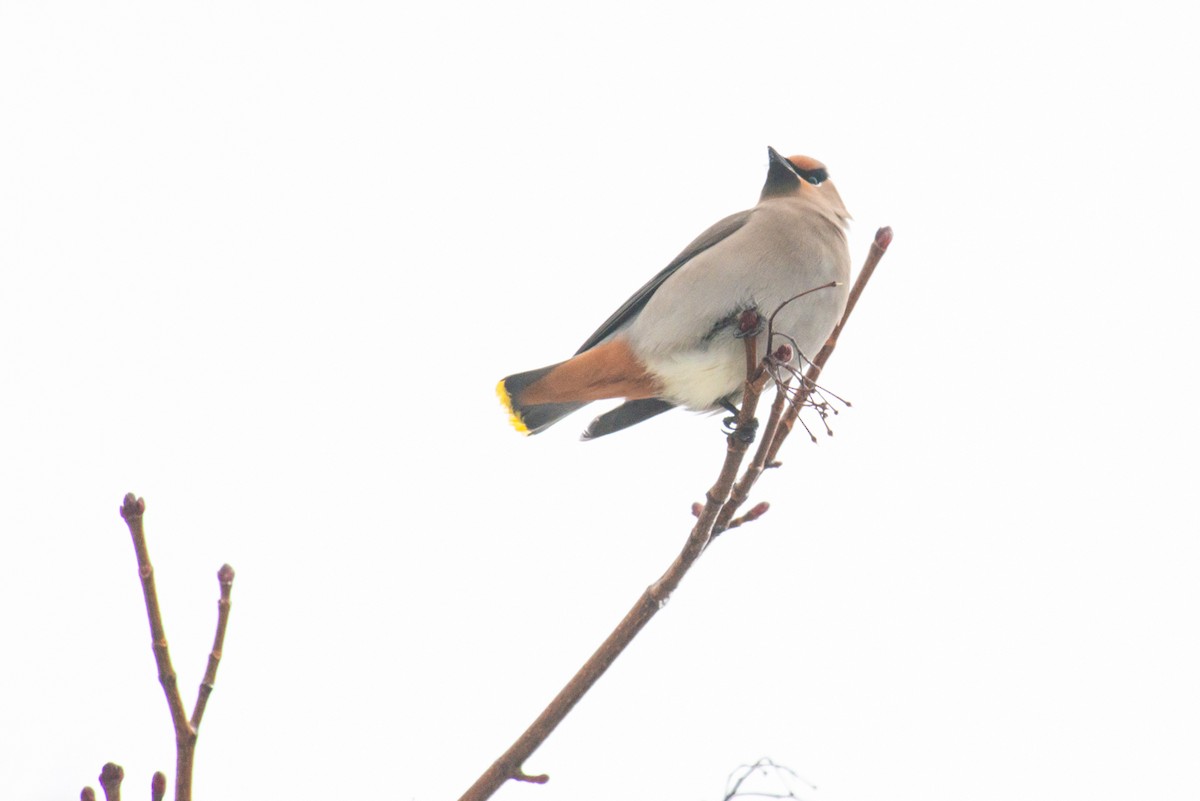 Bohemian Waxwing - ML638135478