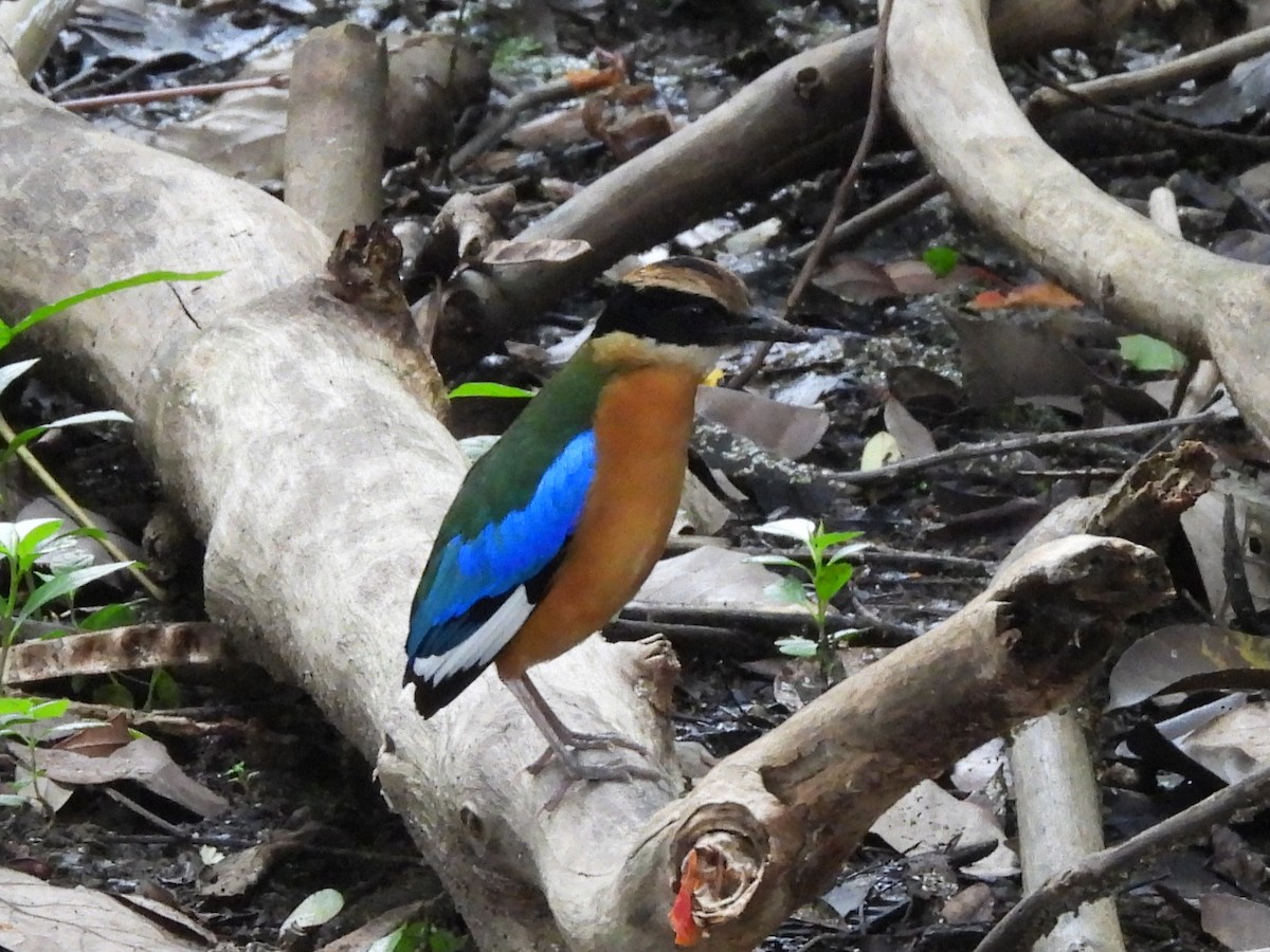 Blue-winged Pitta - ML638135486