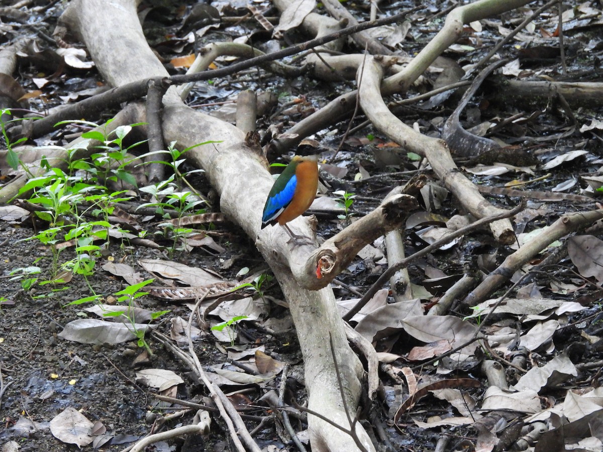 Blue-winged Pitta - ML638135502