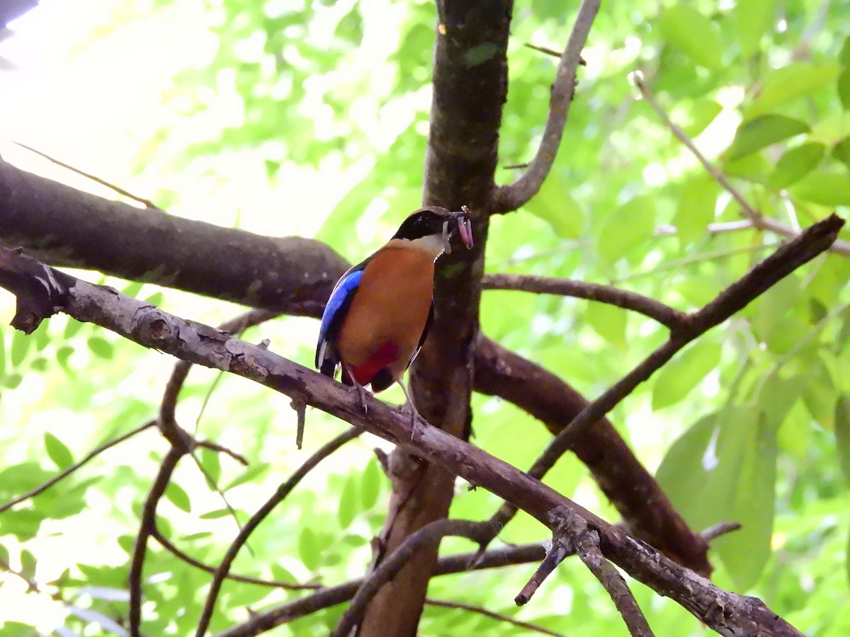 Blue-winged Pitta - ML638135503