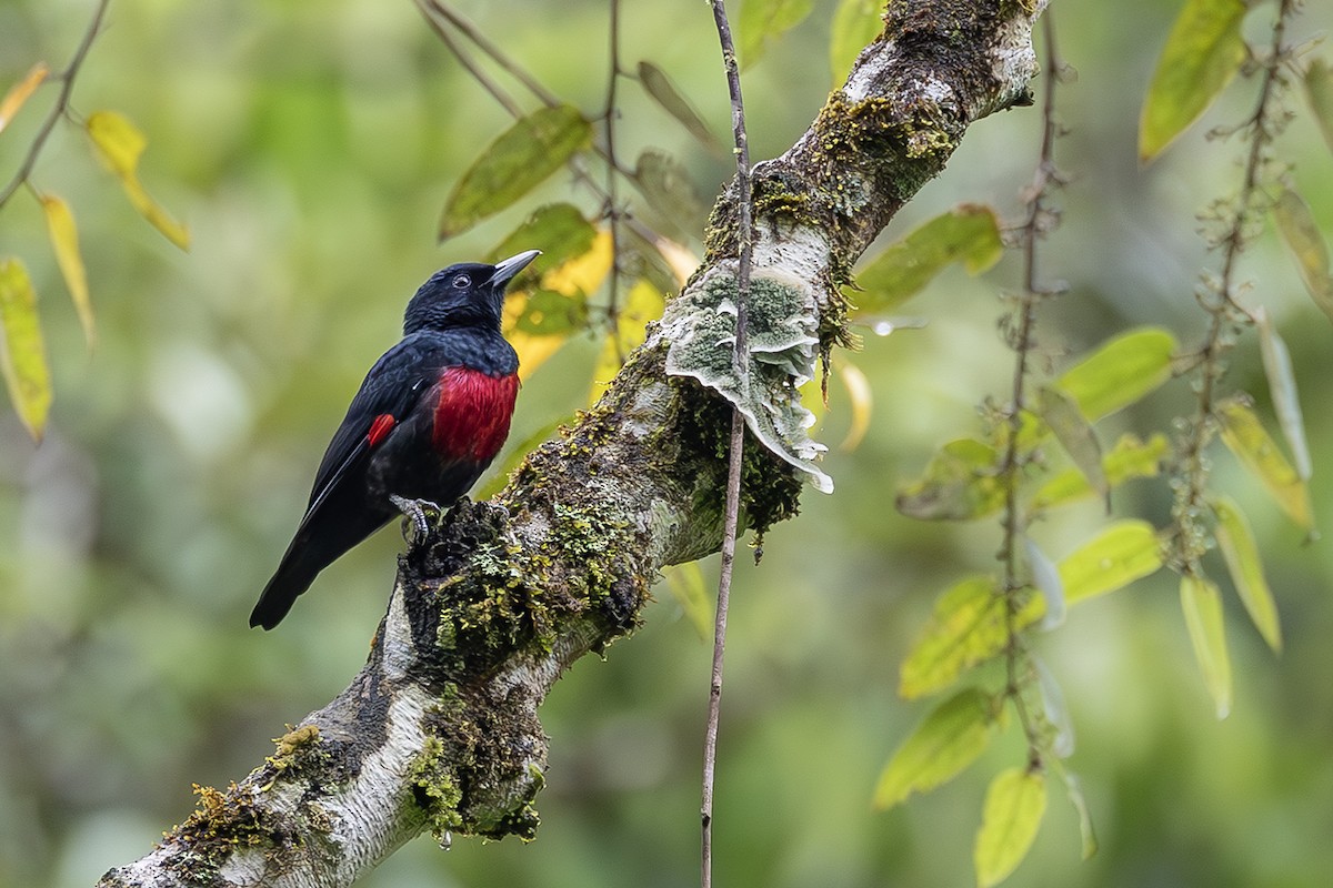 Black-and-crimson Oriole - ML638135505