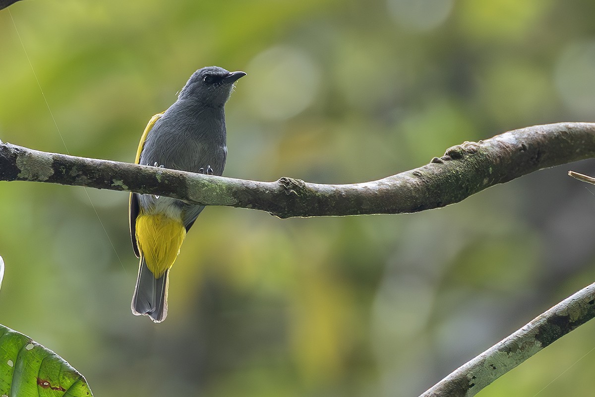 Gray-bellied Bulbul - ML638135509