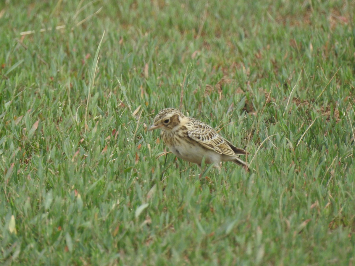 Greater Short-toed Lark - ML638135511