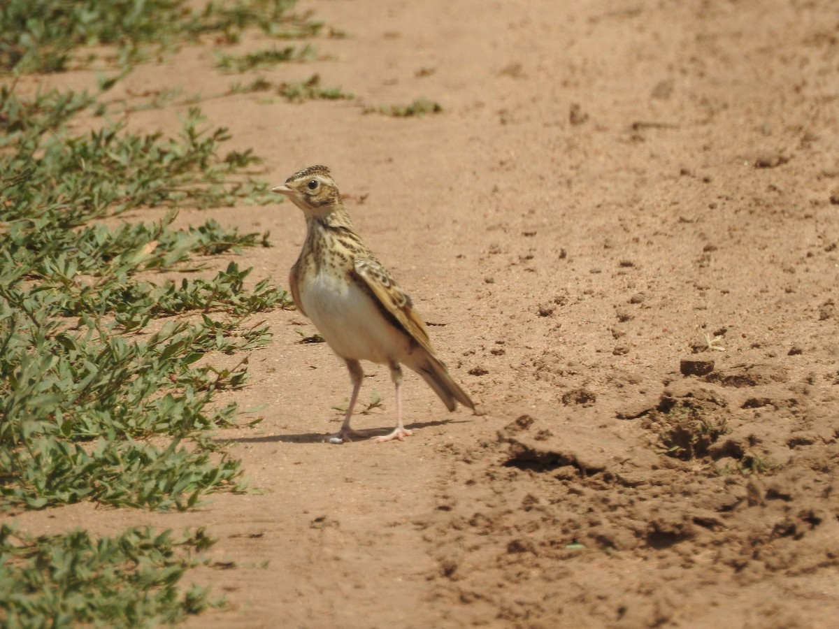 Greater Short-toed Lark - ML638135512