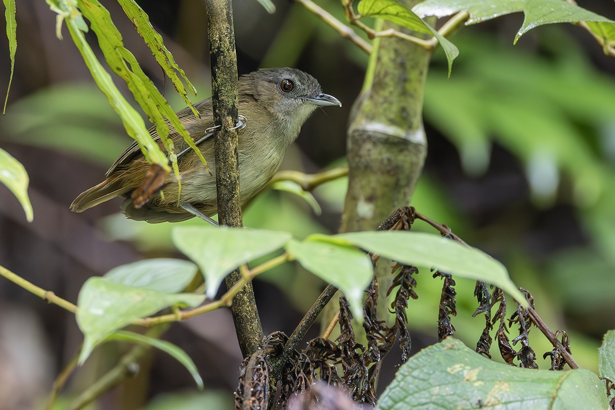 Horsfield's Babbler - ML638135517