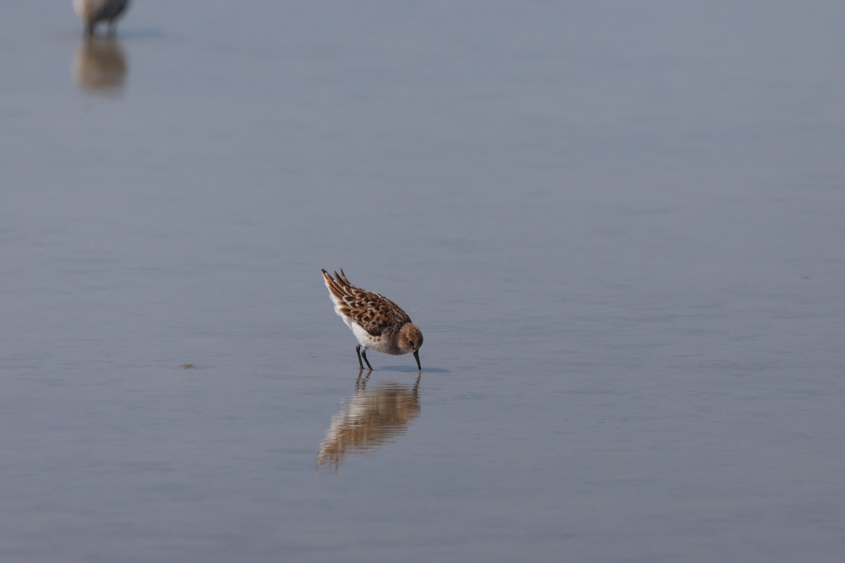 Little Stint - ML638135525