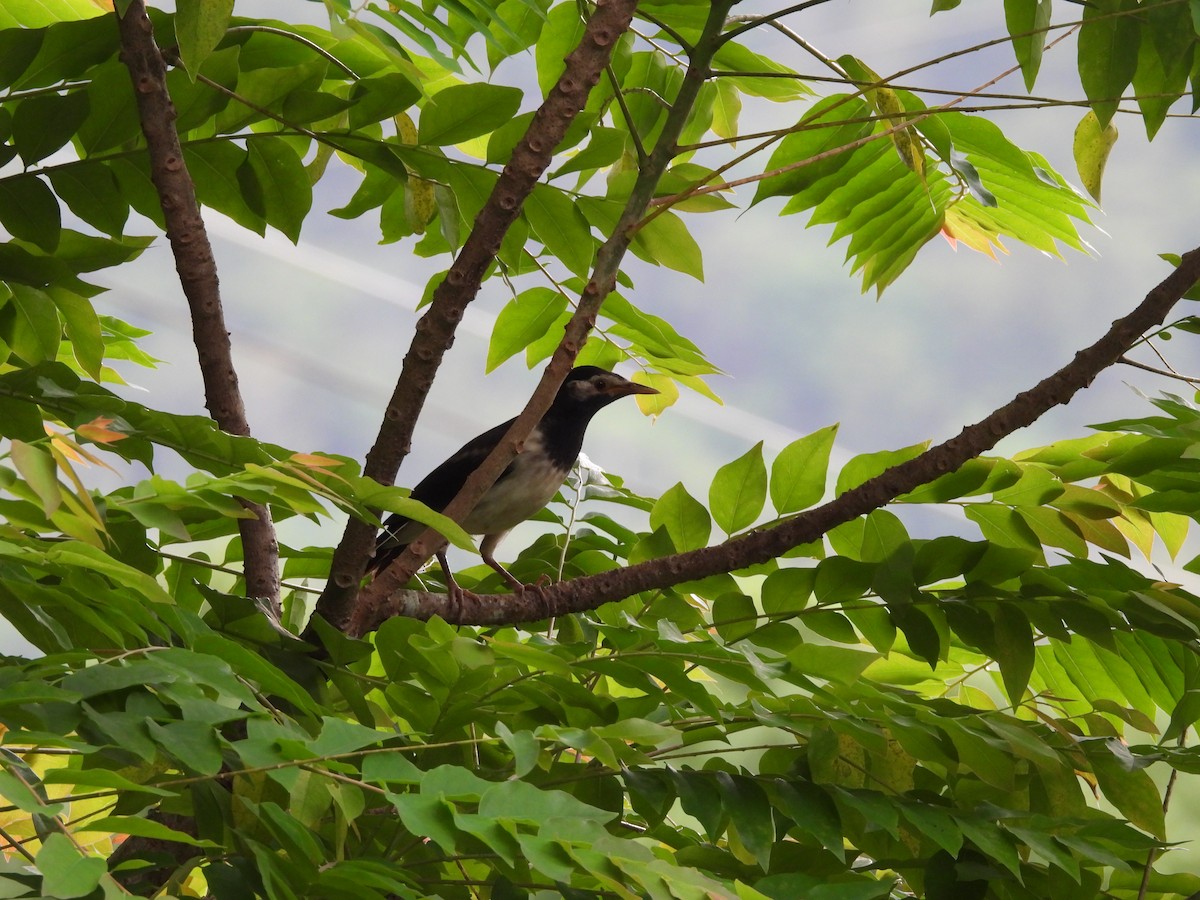 Siamese Pied Starling - ML638135531