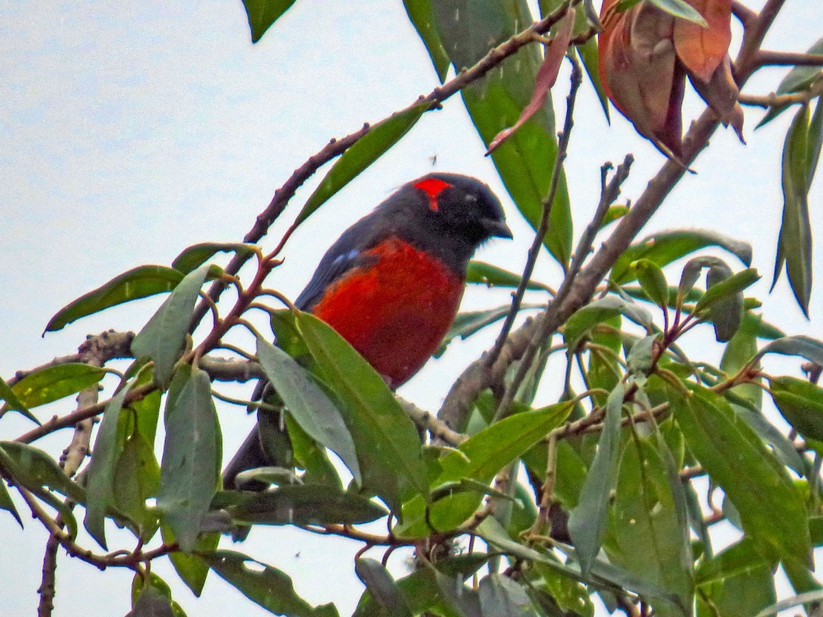 Scarlet-bellied Mountain Tanager - ML638135533