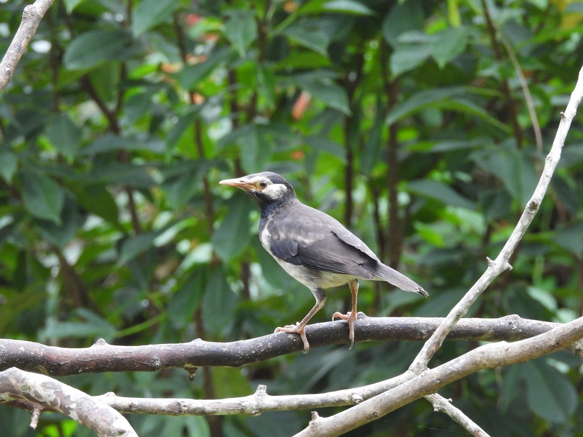 Siamese Pied Starling - ML638135538