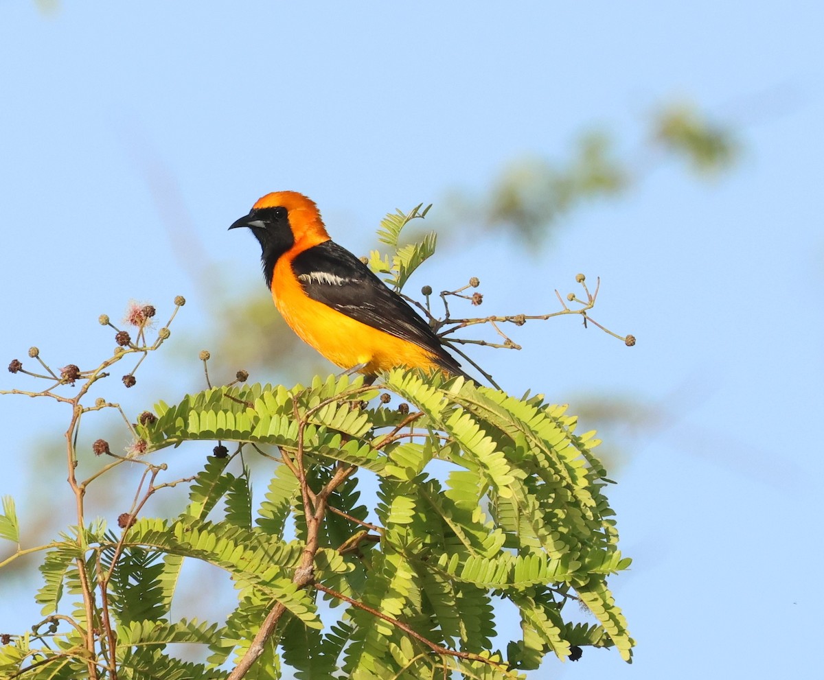 Hooded Oriole (igneus) - ML638135567