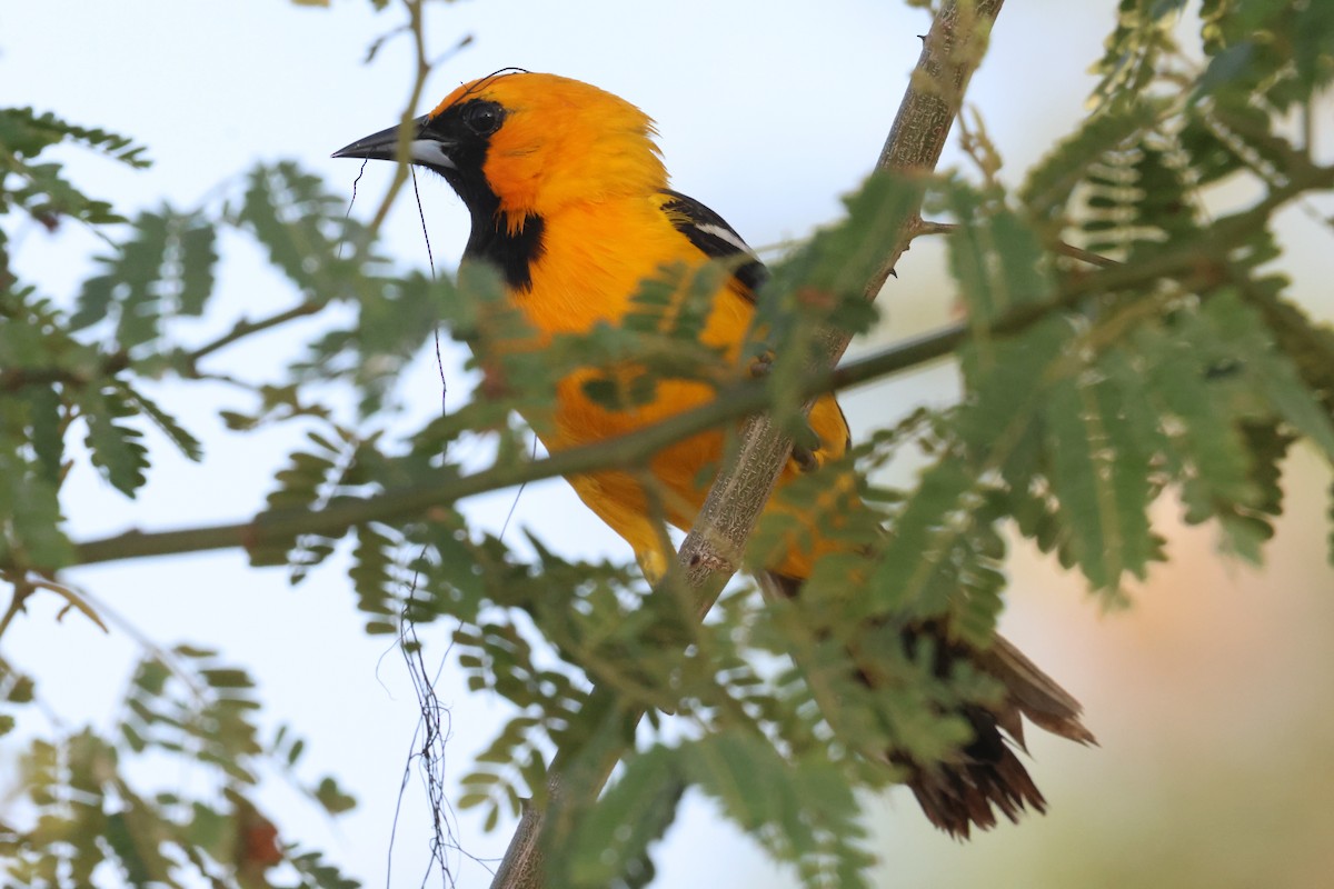 Hooded Oriole (igneus) - ML638135568