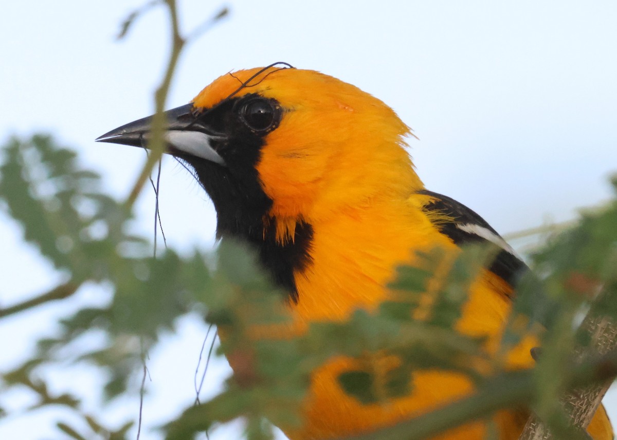 Hooded Oriole (igneus) - ML638135589