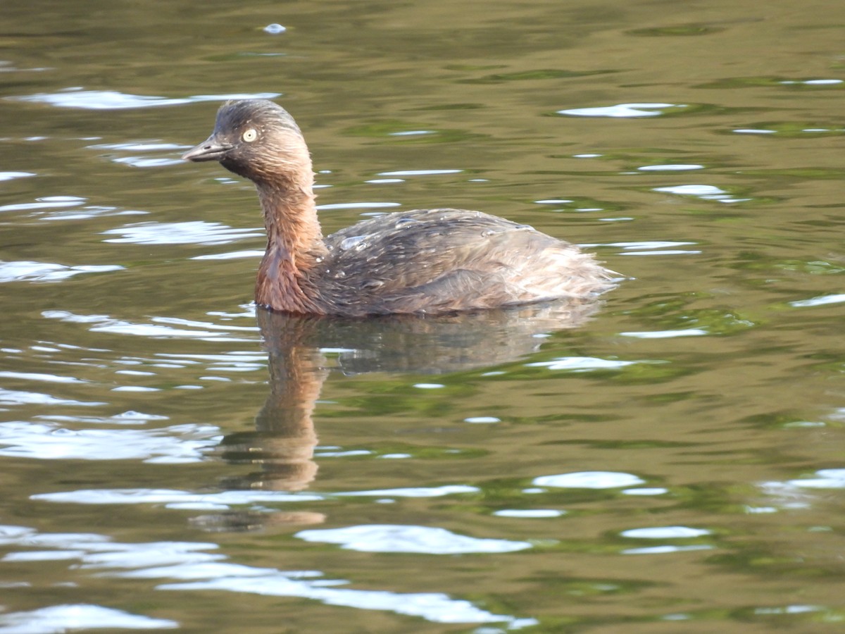 New Zealand Grebe - ML638135611