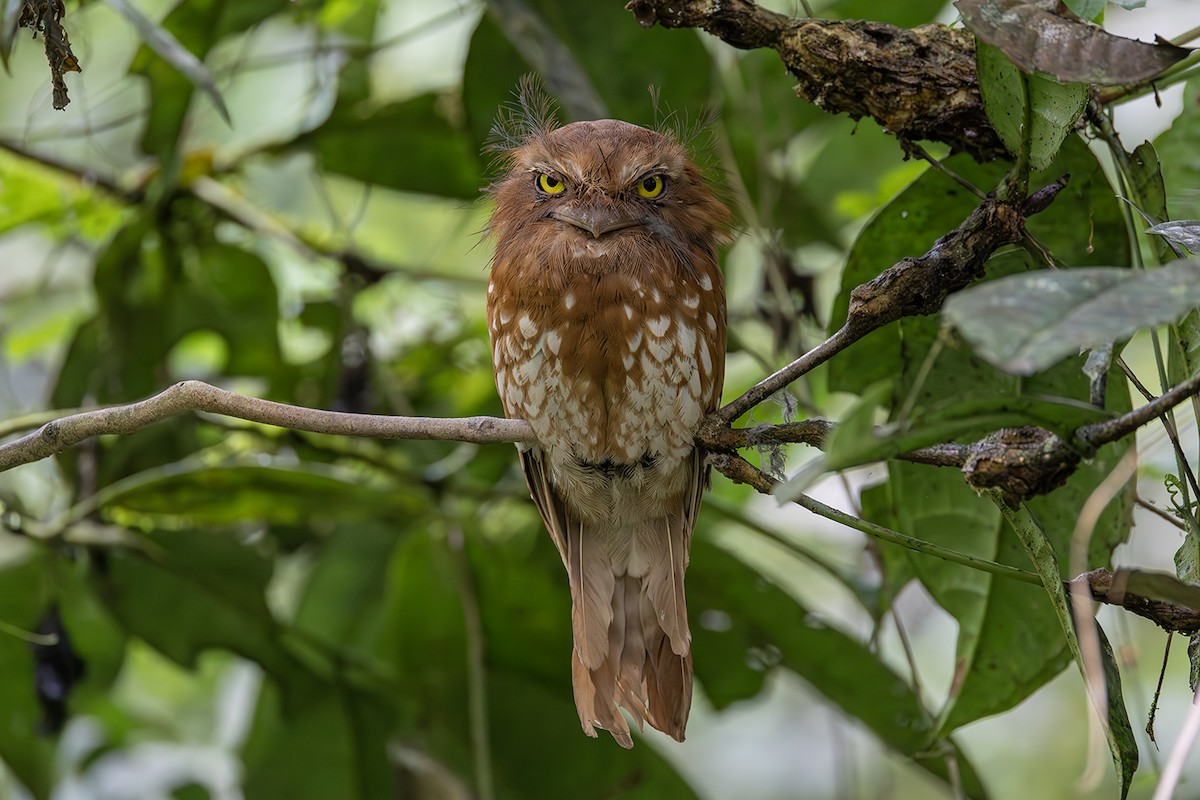 Sumatran Frogmouth - ML638135615