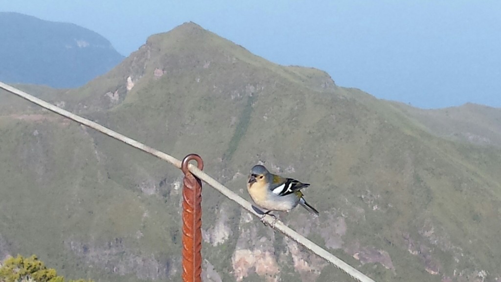 Madeira Chaffinch - ML638135633