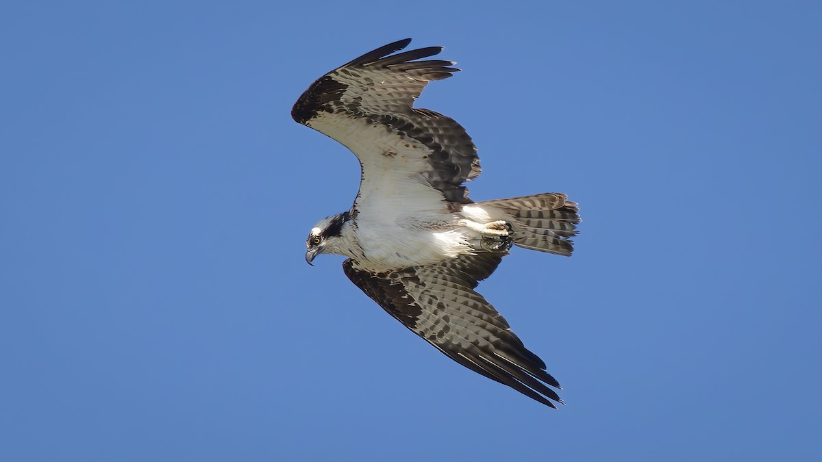 Osprey - ML638135640