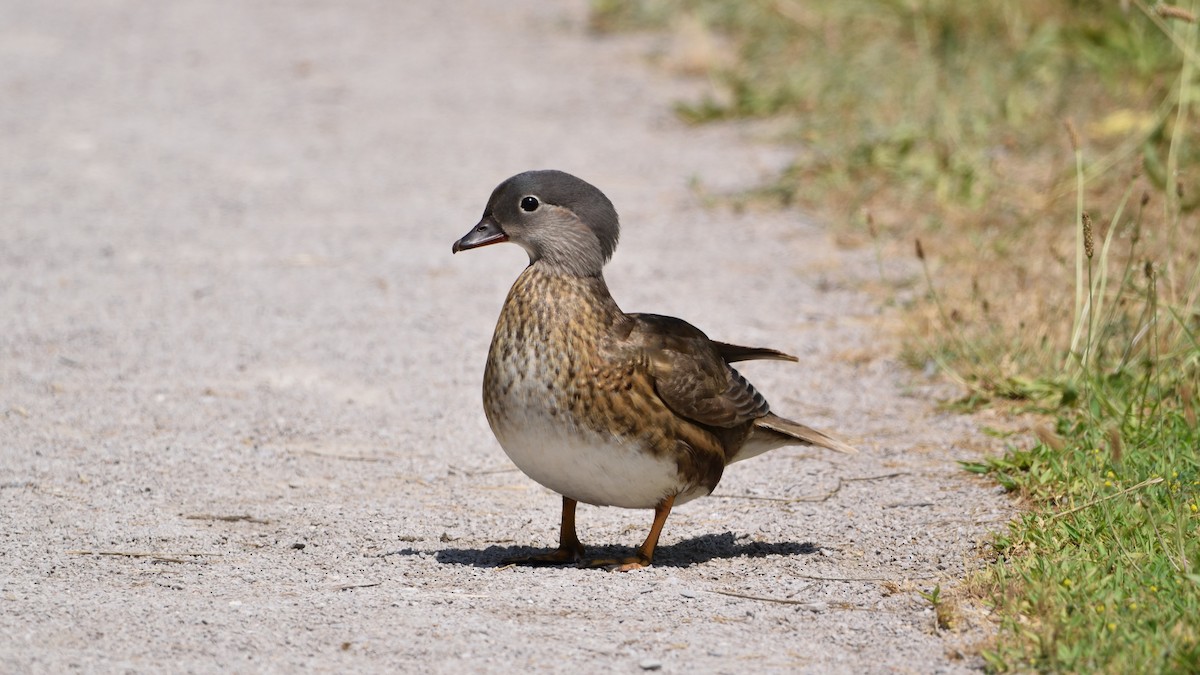 Mandarin Duck - ML638135647