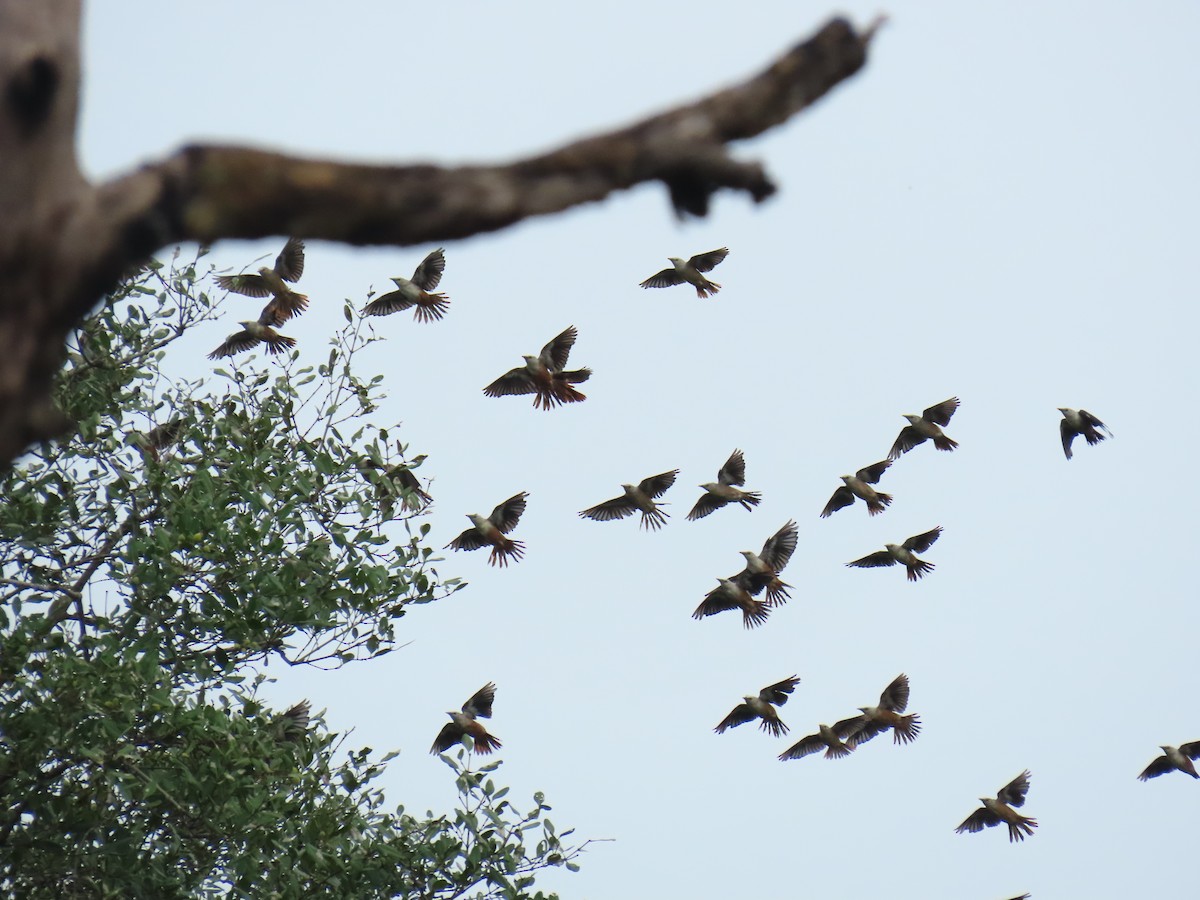 Malabar Starling - ML638135655