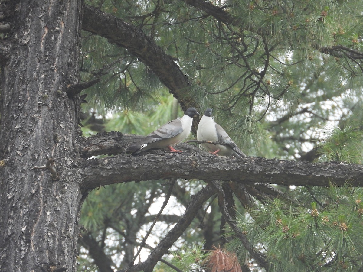 Snow Pigeon - ML638135658