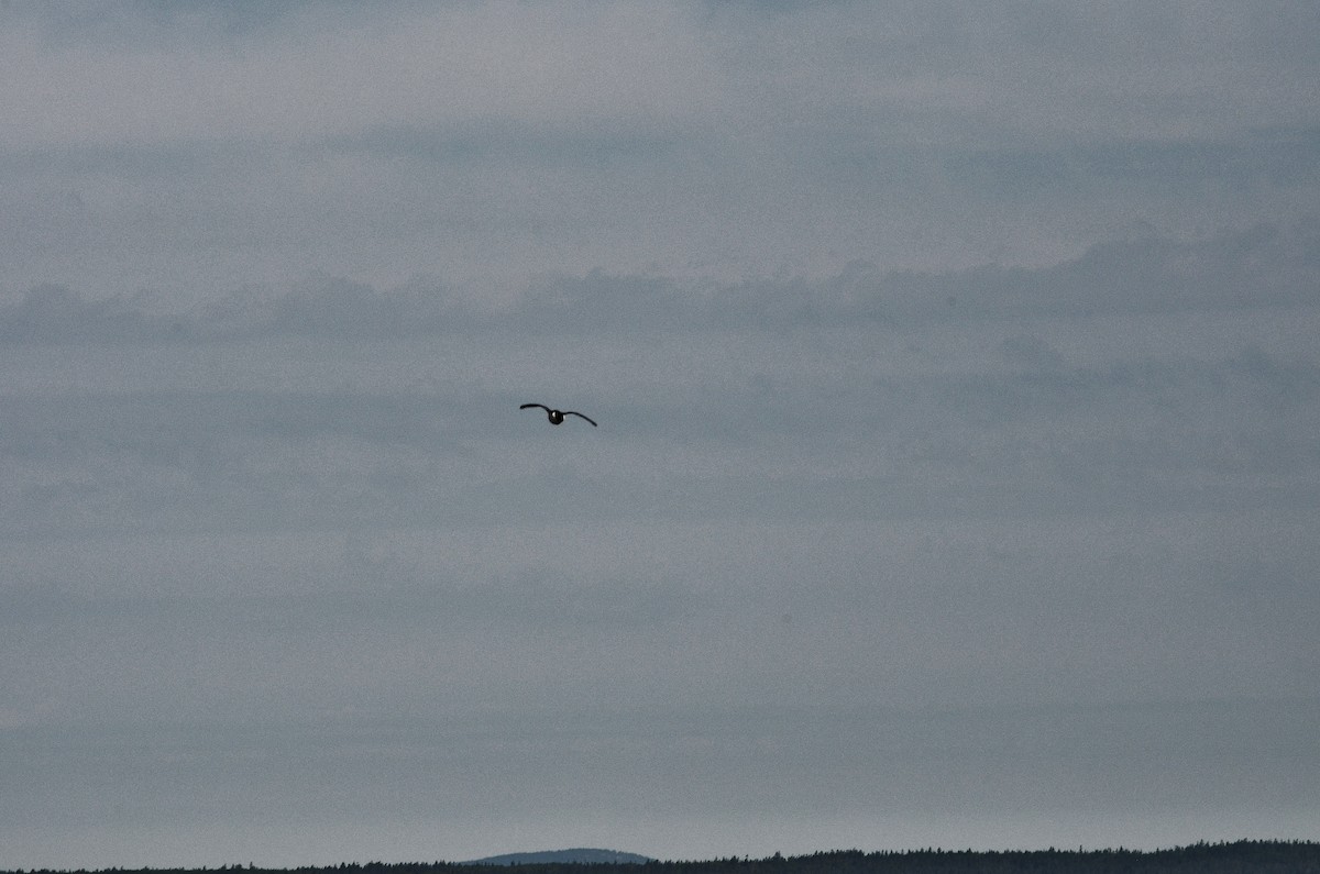Guillemot marmette - ML638135665