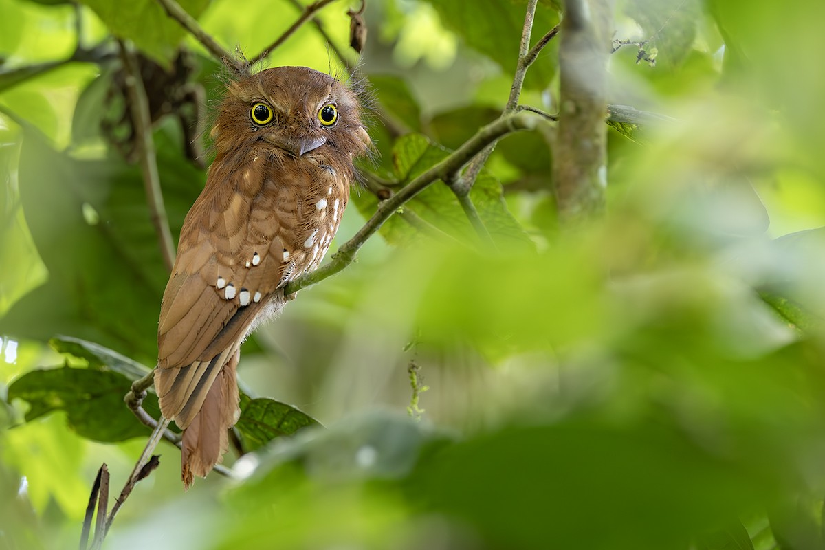 Sumatran Frogmouth - ML638135670