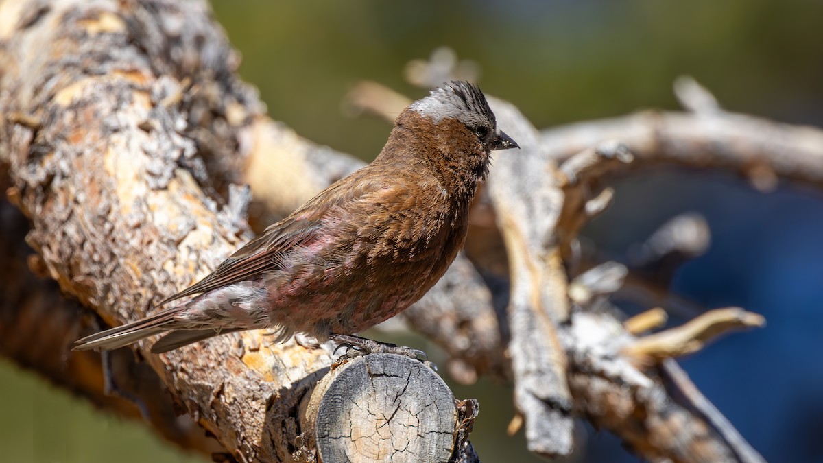 Gray-crowned Rosy-Finch - ML638135676