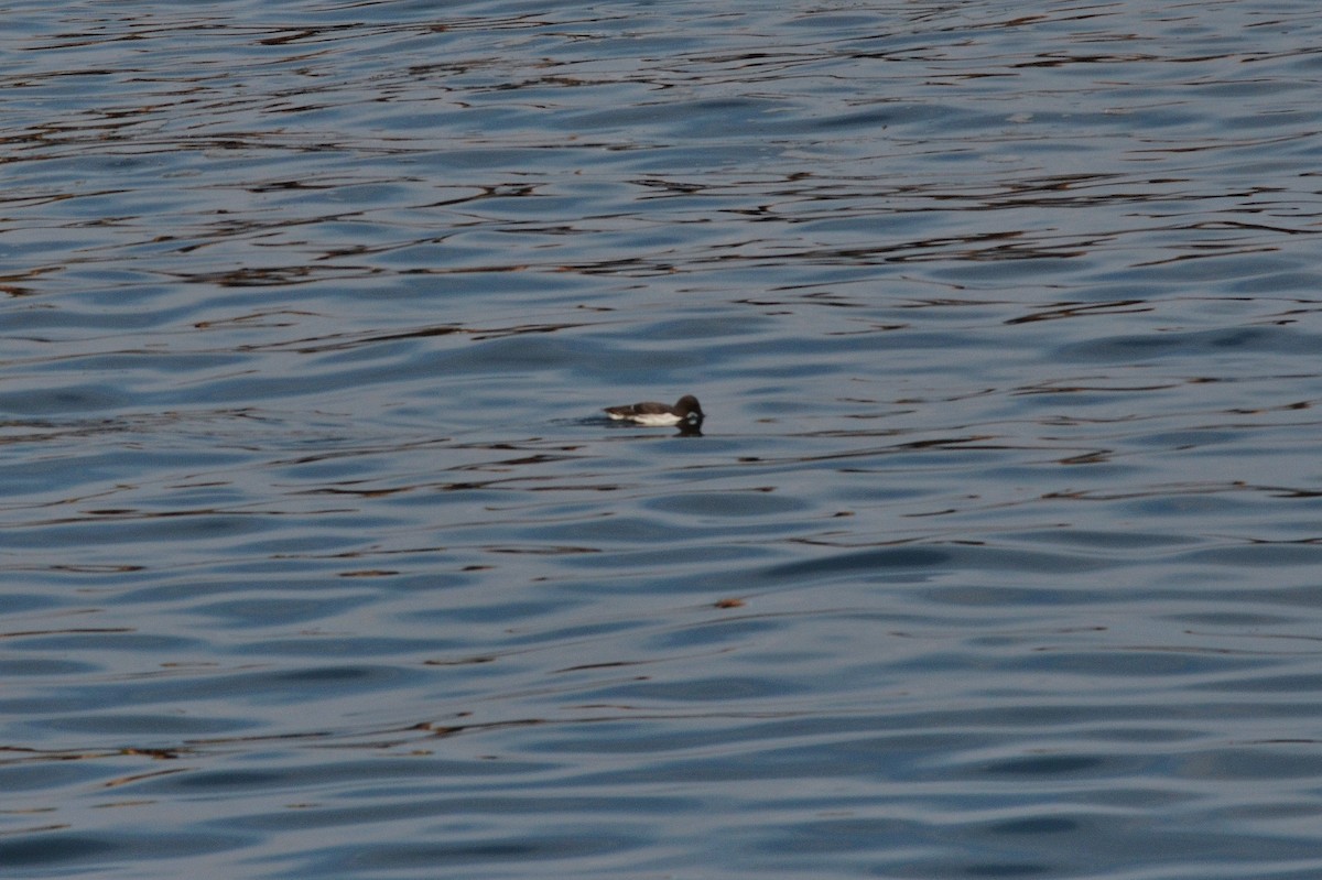 Guillemot marmette - ML638135681