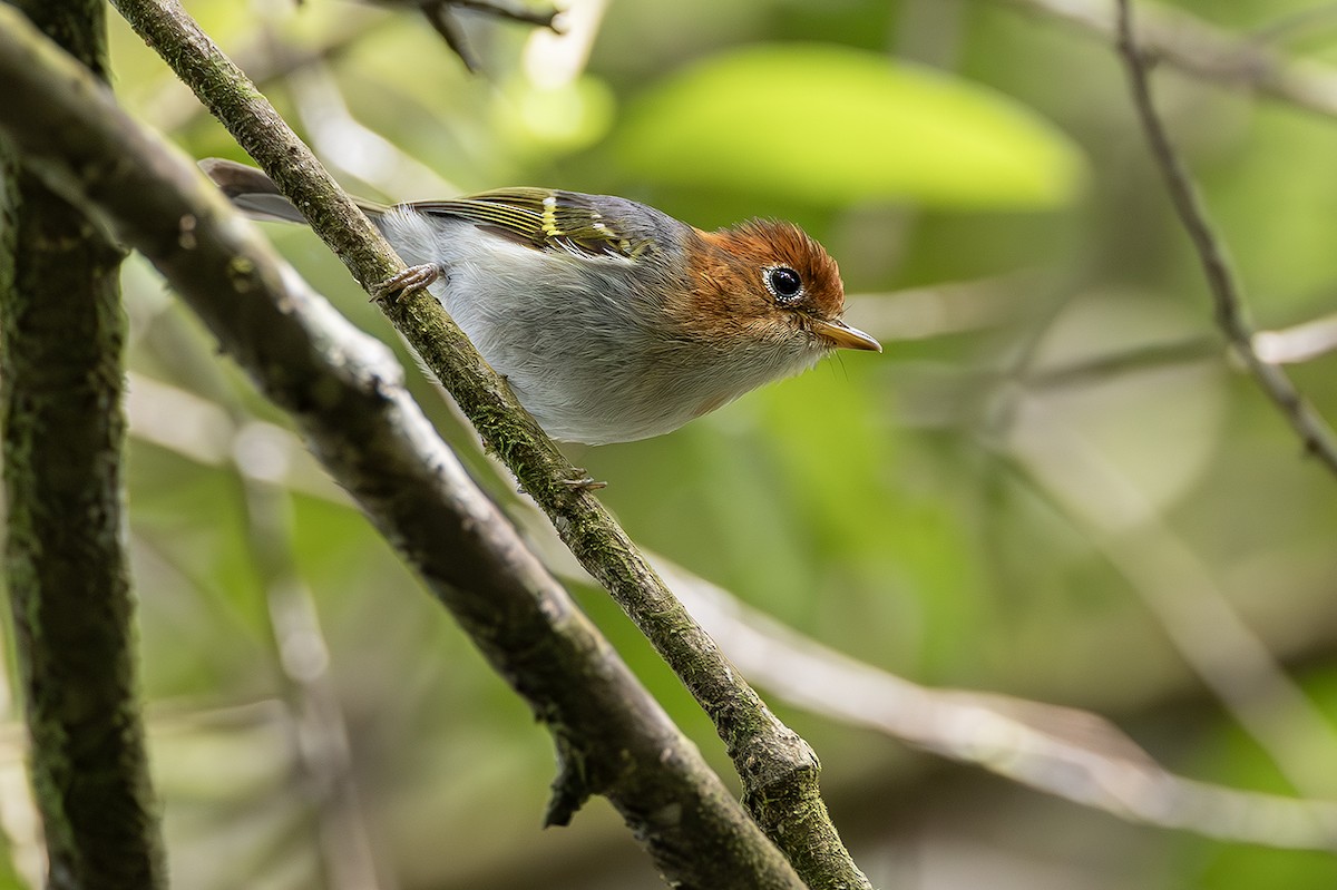 Sunda Warbler (Sumatran) - ML638135690