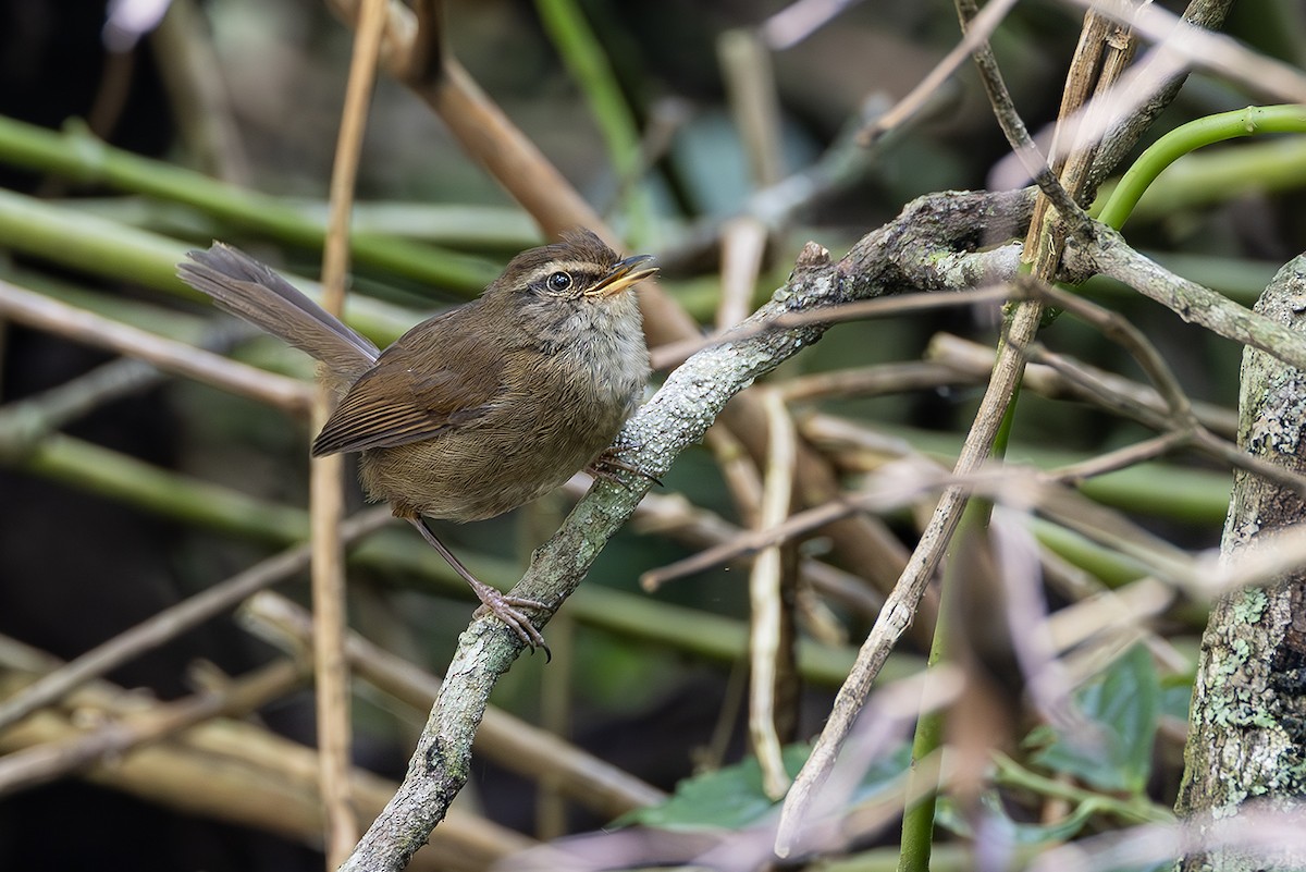 Aberrant Bush Warbler (Sunda) - ML638135693