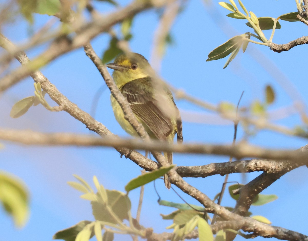 Mangrove Vireo - ML638135702