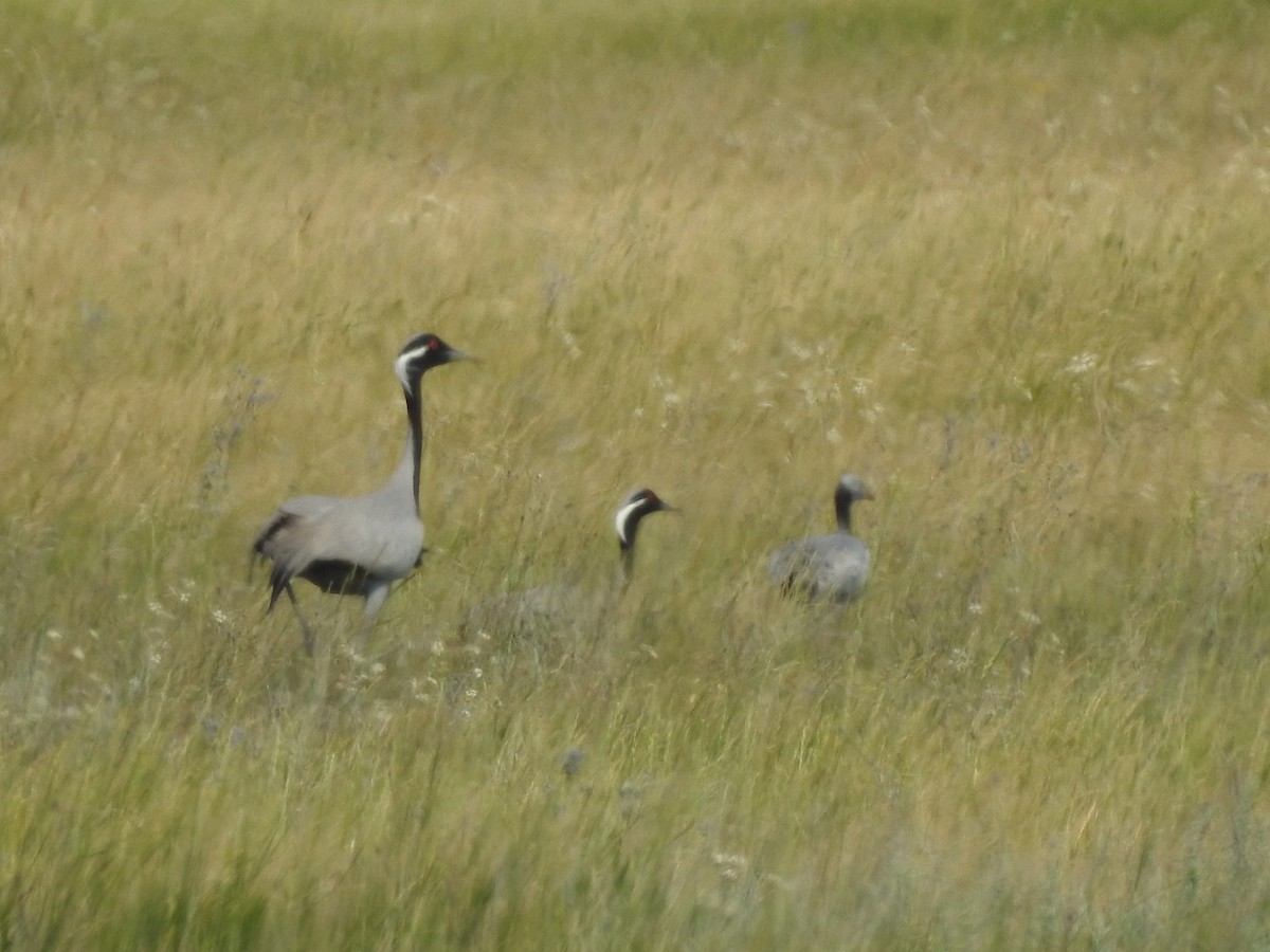 Demoiselle Crane - ML638135716