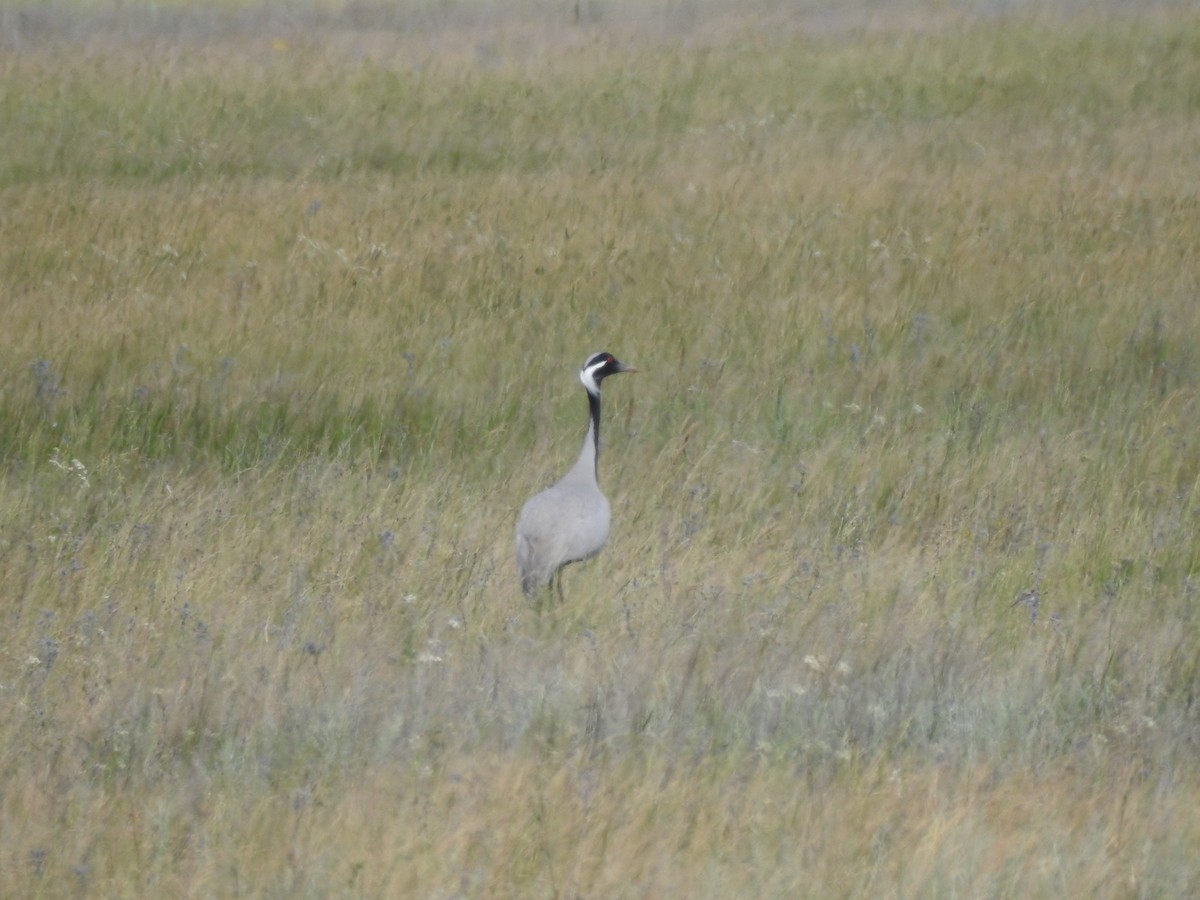 Demoiselle Crane - ML638135717